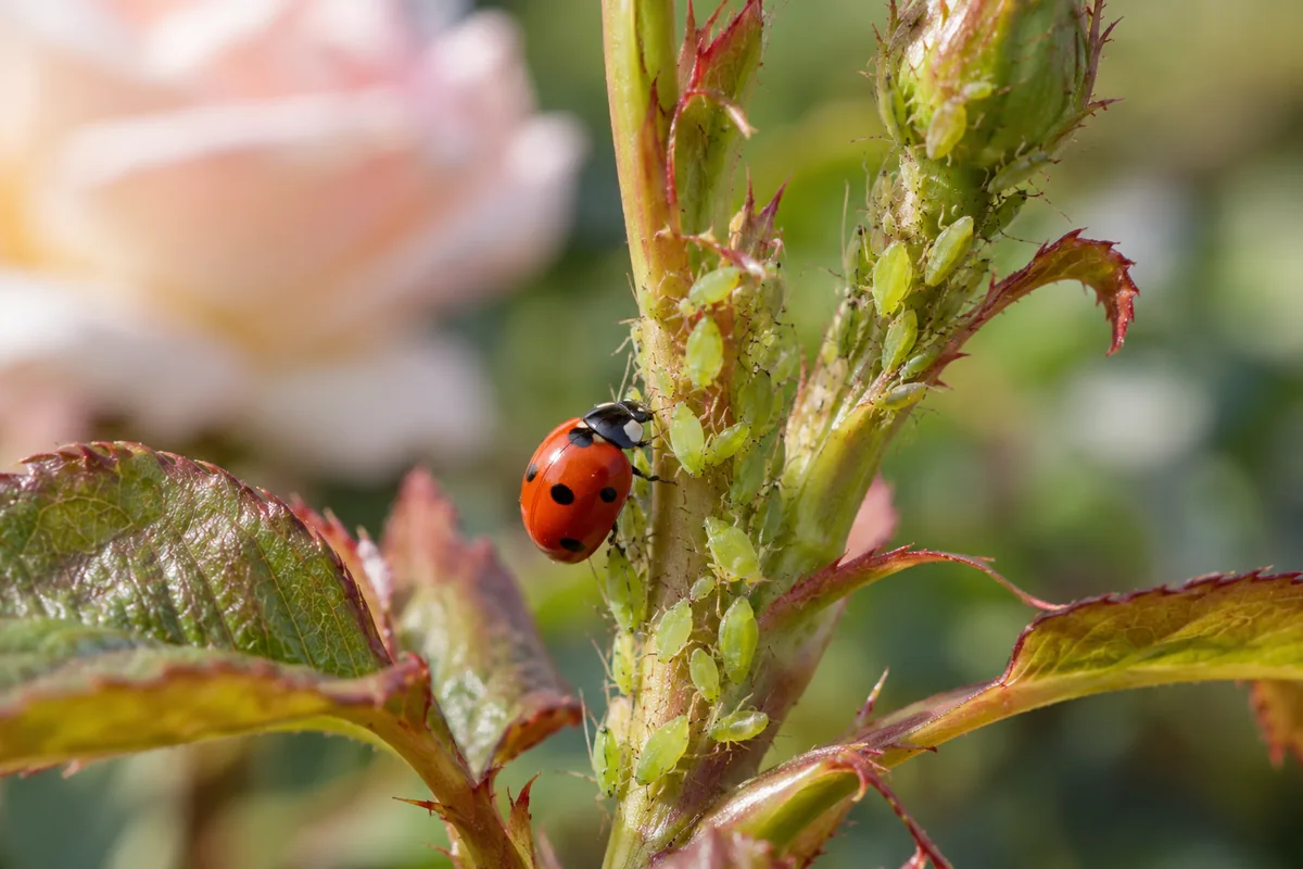 Pucerons sur une tige de rosier et coccinelle à proximité.